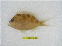 藏品(粗斑花鱸)的圖片